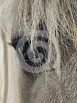 Rescue Horse eyes close up
