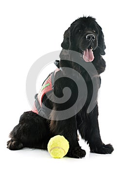 Rescue newfoundland dog