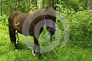 Rescue pony modelling his purple headcollar
