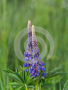 Rescue and preservation of rare plants. IUCN Red List. A rare perennial plant from the IUCN Red List - purple lupine on a blurred photo