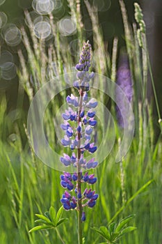 Rescue and preservation of rare plants. IUCN Red List. A rare perennial plant from the IUCN Red List - purple lupine on a blurred photo