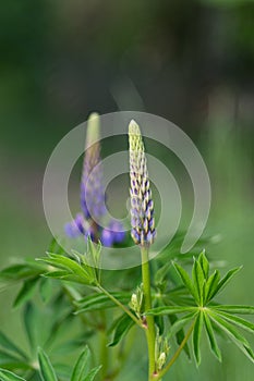 Rescue and preservation of rare plants. IUCN Red List. A rare perennial plant from the IUCN Red List - purple lupine on a blurred photo