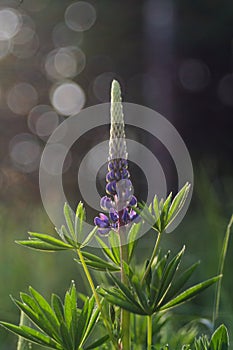 Rescue and preservation of rare plants. IUCN Red List. A rare perennial plant from the IUCN Red List - purple lupine on a blurred