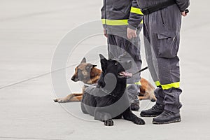 Rescue service dogs trained to detect victims of earthquakes and other disasters near his trainer