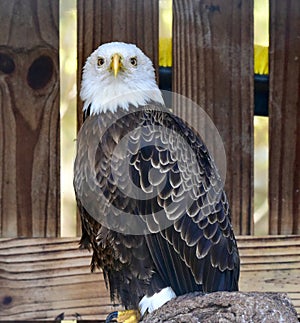 Rescued American Bald Eagle: Pose #1