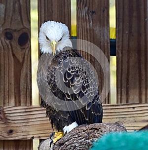 Rescued American Bald Eagle: Pose #3