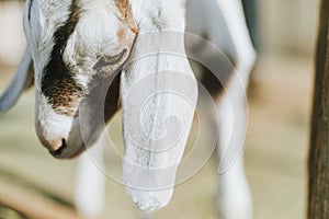 Rescued baby goat, The Sanctuary at Soledad, Mojave photo