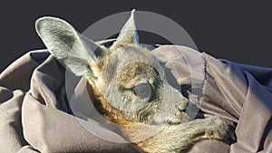 A rescued baby orphaned joey