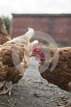 Rescued battery farm chicken enjoy being out side on a cold morning,