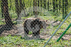 Rescued brown bear in a wildlife sanctuary