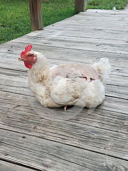 Rescued chicken now a pet lays or sits on a deck with a cover or blanket on its back to protect its skin from sunburn.