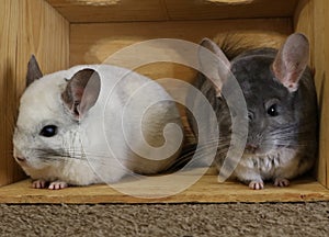 Rescued chinchillas