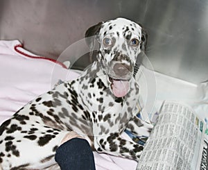 A rescued Dalmatian dog  with a broken leg in a cage