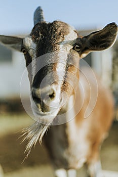 Rescued goat, The Sanctuary at Soledad, Mojave