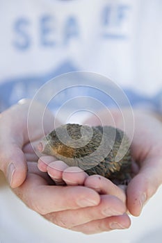 Rescued Golden mole