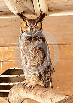 Rescued Great Horned Owl