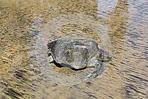 Rescued Loggerhead Sea Turtle