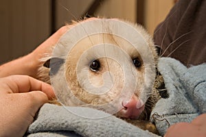 Rescued opossum animal care