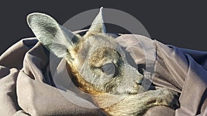 A rescued baby orphaned joey photo
