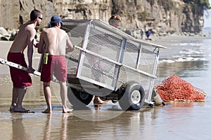 Rescued seal returned to wild