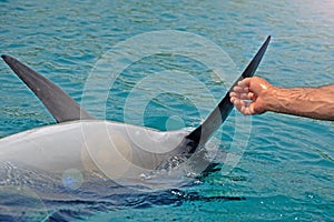 The rescued smiling dolphin holds its flippers with human hands. Sea dolphin Conservation Research Project in Eilat, Israel.