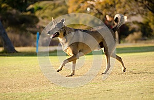 Rescued street dog having fun