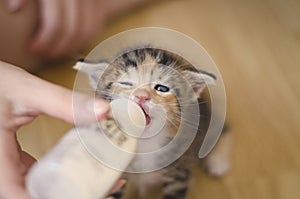 Rescued tiny baby cat hand fed with milk from a nursing bottle