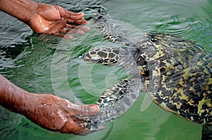 The rescued tortoise holds its flippers with human hands . Sea Turtles Conservation Research Project in Bentota, Sri Lanka.