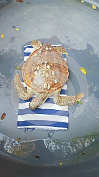 Rescued turtle in captivity at Tangalooma Island Resort, awaiting veterinary assistance from the mainland, Qld Australia