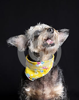 A rescued yellow black dog black background photo