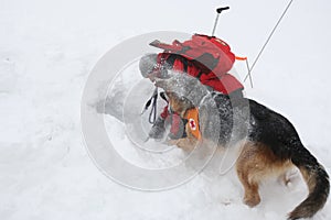 Rescuer from the Mountain Rescue Service at Bulgarian Red Cross