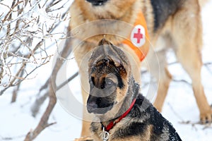 Rescuer from the Mountain Rescue Service at Bulgarian Red Cross