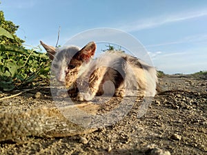 Rescuing dirty and emaciated cats abandoned on the street