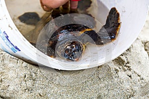 Rescuing a fledgling turtle on a beach photo
