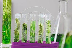 Research scientist team working  research and Biotech science Photobioreactor in laboratory of algae fuel, biofuel sustainable photo