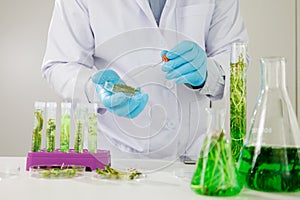 Research scientist team working  research and Biotech science Photobioreactor in laboratory of algae fuel, biofuel sustainable photo