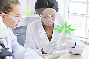 Research teams, Two female scientist in protective glasses looking and examining plant new species