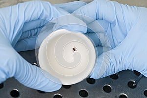 Research of the tick