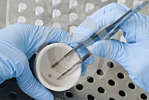 Research of the tick