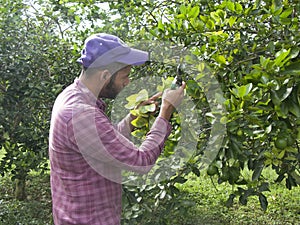 Researcher examining an orange plant infected with bacteria Candidatus liberibacter HLB in Venezuela