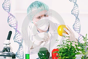 Researcher with GMO plants