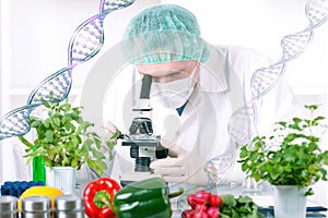 Researcher with GMO plants