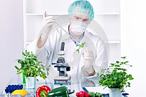 Researcher with GMO plants