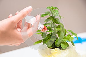 Researcher with GMO plants in the laboratory