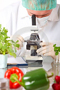 Researcher with GMO vegetable