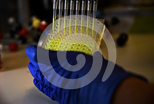Researcher holding Multi channel pipette withdrawing green fluorophore compound solution with plastic tips for biomedical research