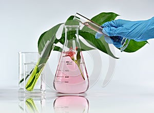 Researcher mixing organic natural extraction, Pharmacist formulating skincare cosmetics from flower plant essence