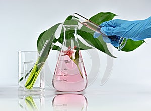 Researcher mixing organic natural extraction, Pharmacist formulating skincare cosmetics from flower plant essence photo