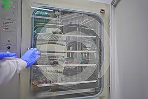 The researcher open the incubator cabinet to keep cell culture in the incubator cabinet. The lab test in the laboratory room