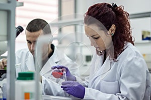 Researcher or scientist or doctoral student pours red and green